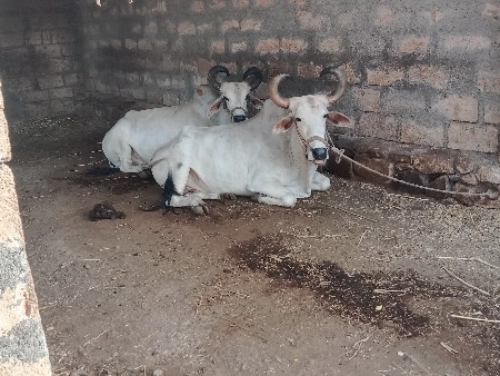 બણદ વેચવાના સાવસોજા