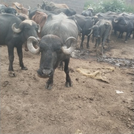 ભેશ વેચવાની છે