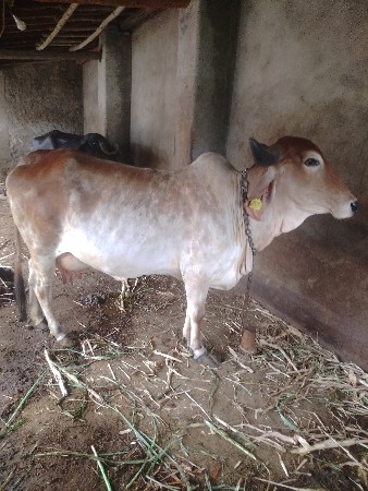 ગાય વેસવનીછે