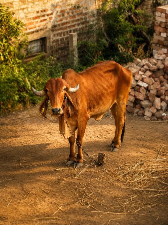 शुद्ध गिर गाय