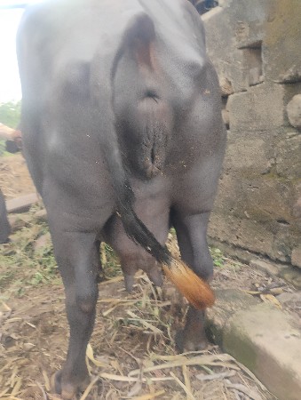 ભેંસ વેચવાની છે