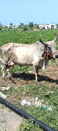 સાવ સોજી જવાબ નારી
