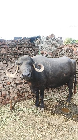 વેચવાની છે
