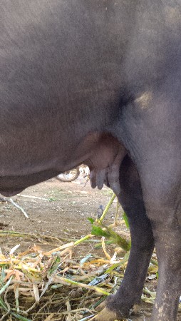 ભેંસ વેચવાની છે