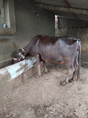 ભેસ