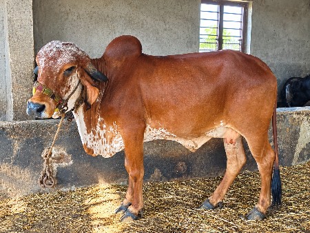 આ ગાય  વેચવાની છે.