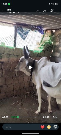 કાંકરેજ વેચવાની છે