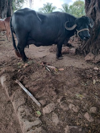 ભેંસ વેચવાની છે
