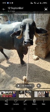 ભેંસ છે ..3 જૂ વેતર
