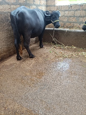 ખડેલી વેસવાનીસે