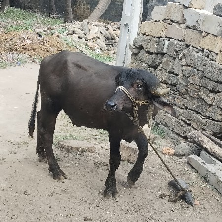 પાડો વેચવાનું છે