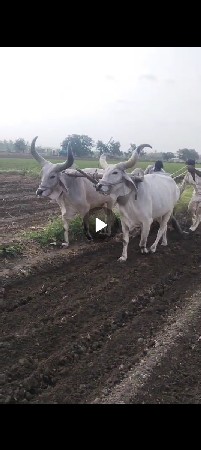 બળદ વેચવાનાછે