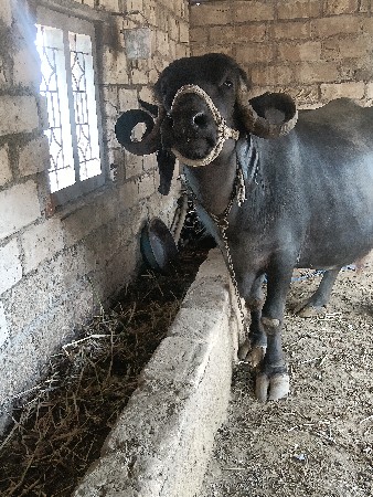 ભેંશ વેચવાની છે