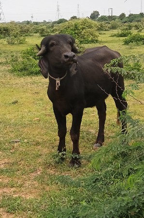jafri padi