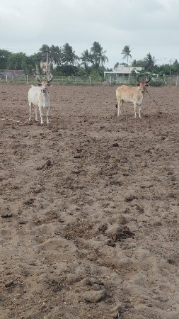 વેચવાના છે