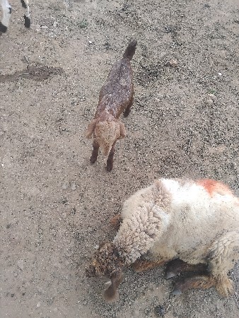 3 બૉકડા.  દોઢ  મયનાના