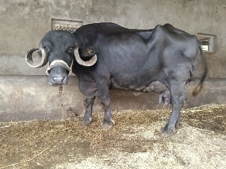 ભેંસ વેચવાની છે