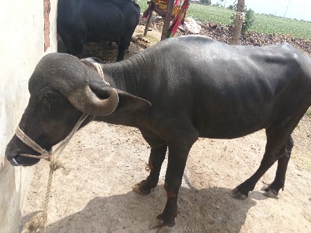 ખડેલો વેચવાનો છે