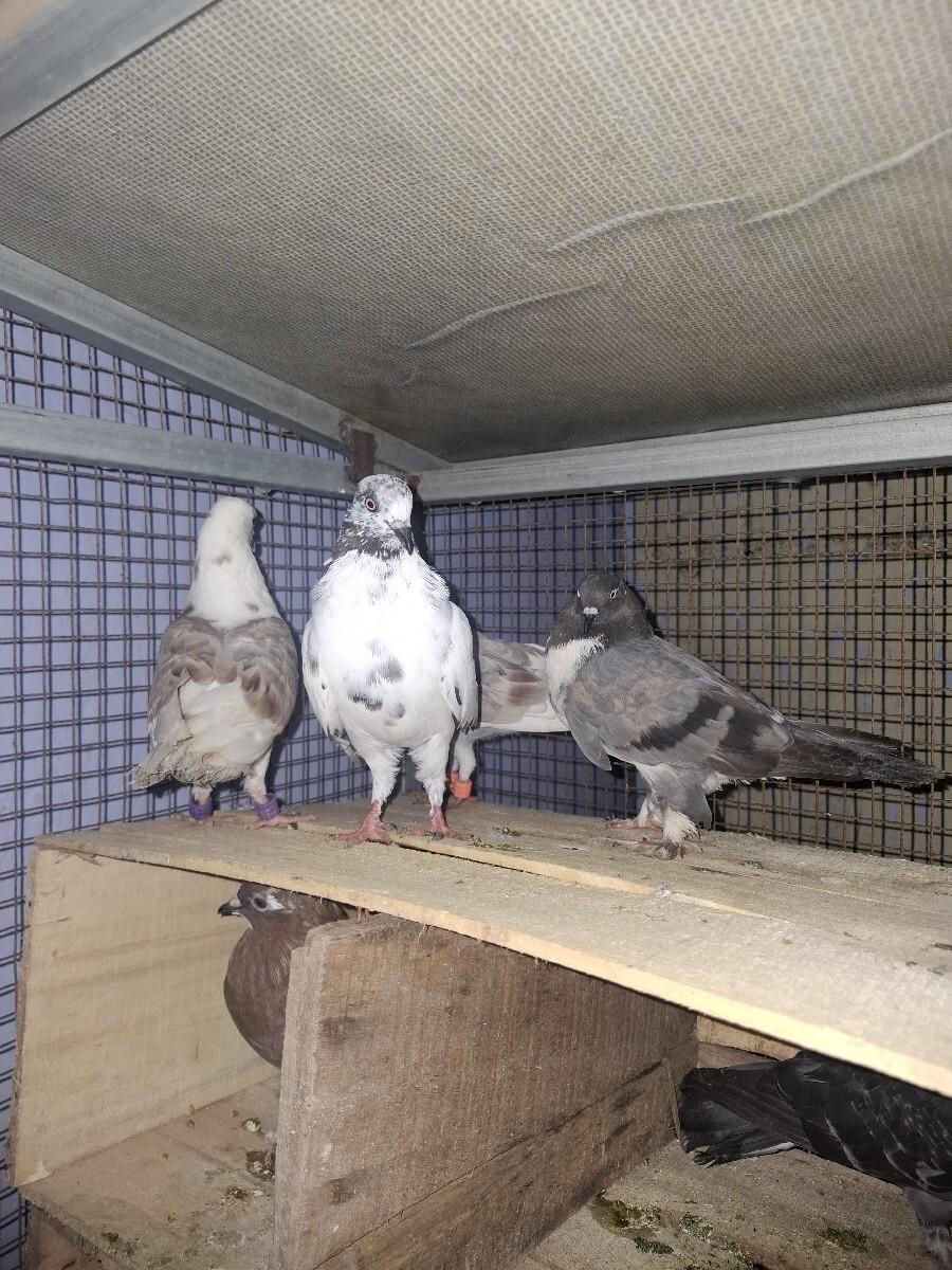 કબુતર વેચવાના છે