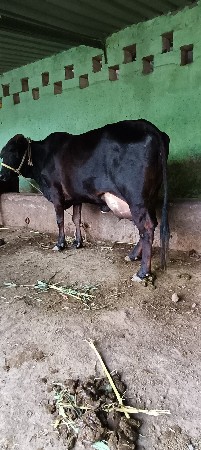 જર્સી કોર્સ ગાભણી છે