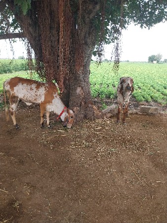 બે હોળકી વેસવાની સે