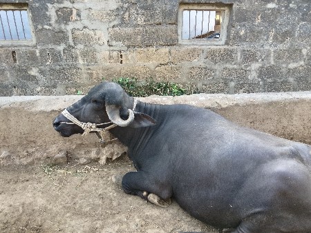 15 દિવસ નિ કાશી