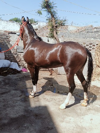 આ ઘોડી વેચવા ની છે