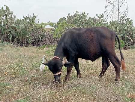 પાડી