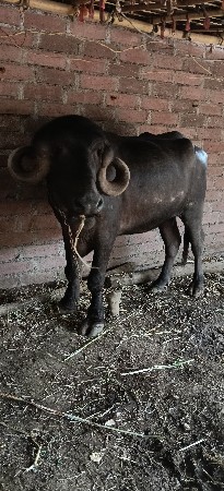 ખડાય વેશવાની છે