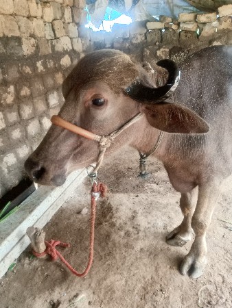ભેંસ વેચવાની છે