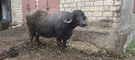 jafrabadi