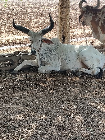 તન વાવણી વાવેલ