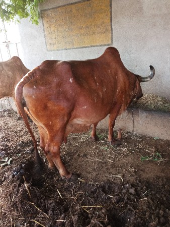 ગીર ગાય વેચવાની છે