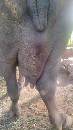 ભેંસ વેચવાની છે.