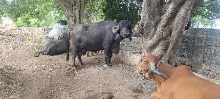 ભેંસ વેચવાની છે