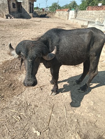 ખડેલા વેચવાની છે