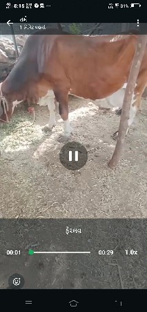 ગાય વેશવાની છે
