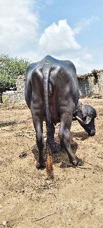 પેલા વેતર ની ખડેલી વેચવાની છે