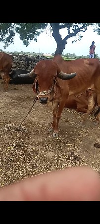 ગીર ગાય