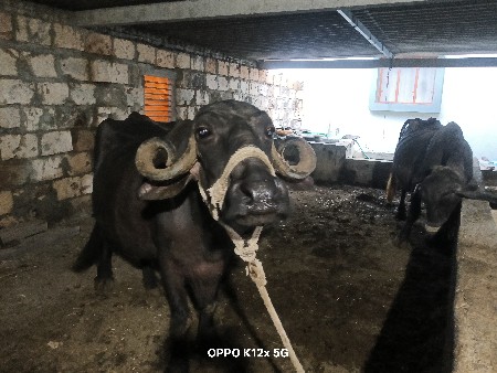 ભેંસ વેસવાની  ચે
