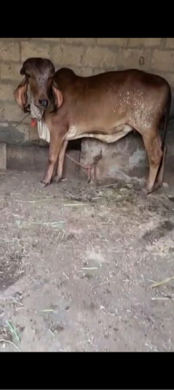 ઓરિજનલ ગીર ઓડકી વેચવાની છે.