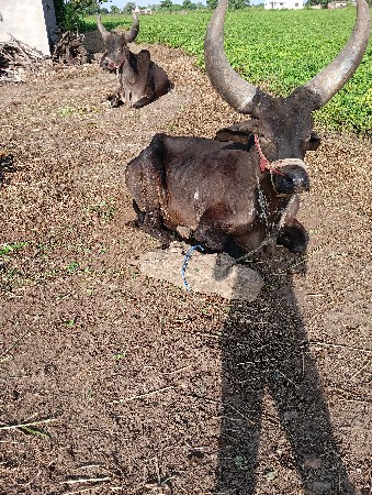 ગોઢલા વેશવા ના છે