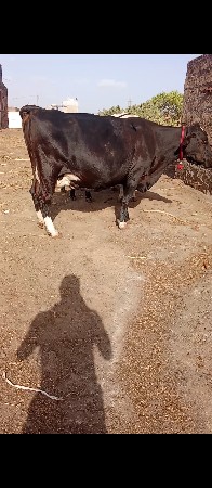 જર્સી ગાય વેચવાની છે