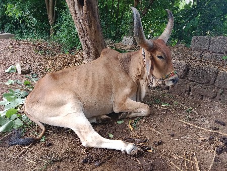 બળદ વેચવા ના છે 3 જી ઘર ના છે