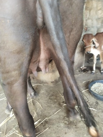 ભેંસ વેચવાની છે