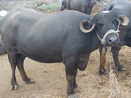 બીજા વેતર ભેંસ દેવાની