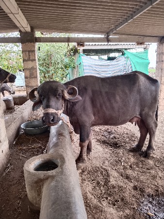 વેચવાની છે ભેંસ