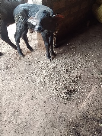 પાડો વેચવાનો છે .