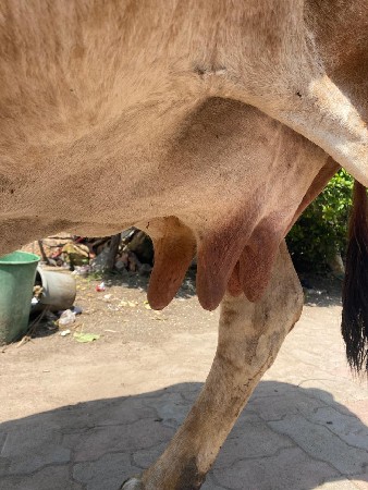 દેસી ગાય વેચવાની છે