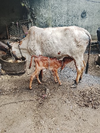 વેચવાનું છે